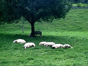 lazy sheep in Himmelreich