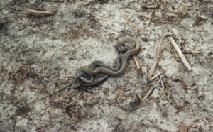 Two snakes at the campsite