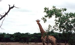 staring Giraffe