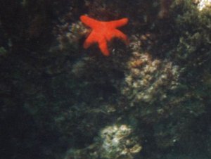 Nectria saoria, Star fish