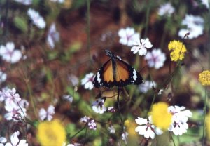 Butterfly on Wildflower, chased and captured by Stephen